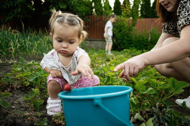 Küçük bir çocuk, çilekleri yemyeşil bir bahçede ailesiyle birlikte hasat ediyor.