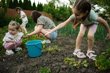 Çocuklar ve yetişkinler bahçede olgun çilek topluyorlar, aile anlarını teşvik ediyorlar.