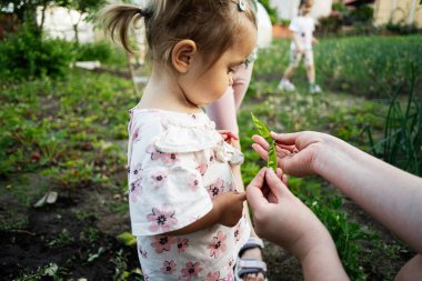 Küçük çocuk taze bezelyeleri açık havada gözlemler, doğanın ve aile bağlarının tadını çıkarır..
