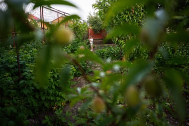 Bitki ve ağaçlarla dolu yeşil bir bahçede eğlenen bir çocuk.