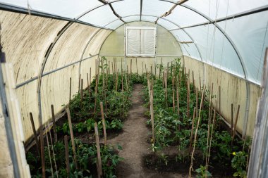 Ahşap kazıklara göre sıralanmış ekili bitkilerle dolu bir sera.
