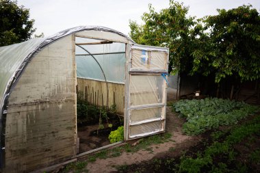 Organize sebze bahçesinin yanında taze bitkiler yetişen plastik sera.