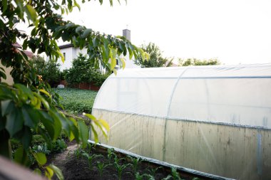 Ekinler, ağaçlar ve yeşilliklerle çevrili bir bahçenin ortasında bir sera.