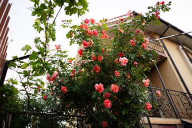 Bahçeyle çevrili bir evin yanında açan yemyeşil ve pembe güller..