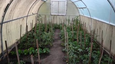 Kırsal bir seranın içinde yeşil domates bitkileri yetişiyor..