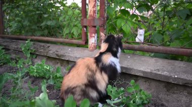 Büyüleyici bir yavru kedi, yeşillik bahçesindeki çitlerin arasından dikkatle başka bir kediyi gözlemler..