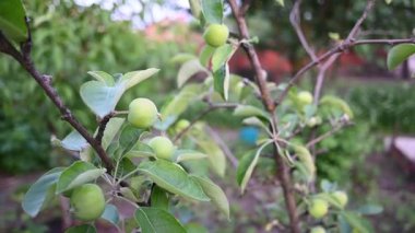 Canlı bir yaz bahçesinde genç bir ağaç dalında büyüyen taze yeşil elmalar..