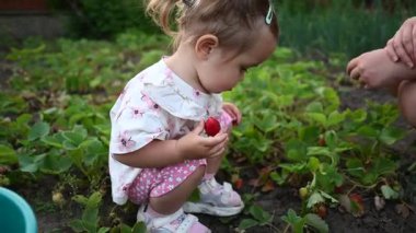 Tatlı çocuk, güzel bir yaz gününde ilgili bir yetişkinle taze çileklerin tadını çıkarıyor..
