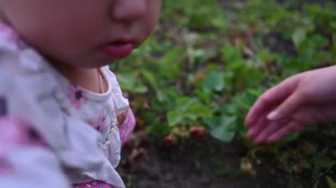 Anne ve kızları, bereketli yaz bahçelerinde olgun, lezzetli çilekleri toplarken birbirlerine bağlanıyorlar..