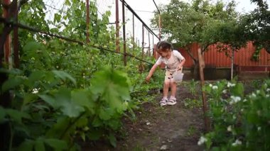 Hoş bir çocuk, sıcak bir yaz gününde canlı bir bahçede organik böğürtlen toplar..