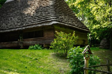 Güneşli bir günde ormandaki sazdan çatılı ahşap bir ev.