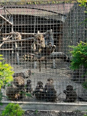 Babunlar hayvanat bahçesindeki bir kafeste, ağaçların ve ahşap yapıların arasında etkileşime girerler..