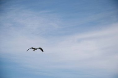 Akranes 'in berrak gökyüzünde süzülen yalnız bir martının huzurlu manzarası