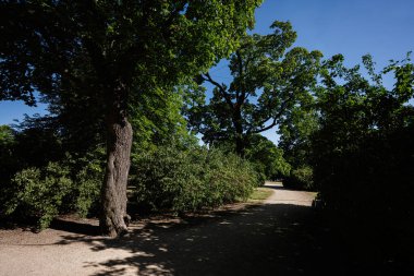 Serene park yolu açık mavi gökyüzünün altında canlı yeşilliklerle çevrili.