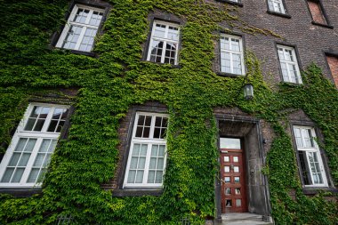 Polonya 'nın Krakow kentindeki tarihi tuğla bir binanın sarmaşık kaplı cephesinde mimari sergileniyor..