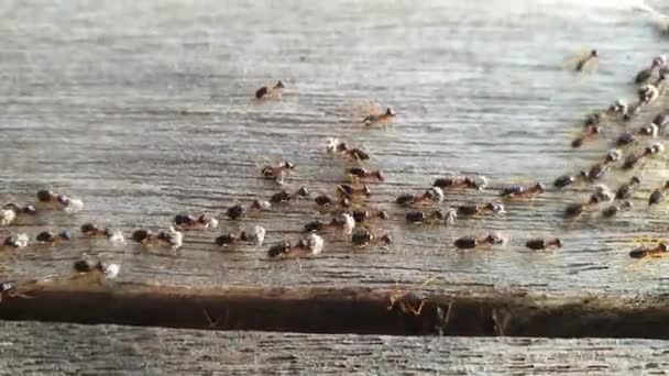 Černí Mravenci Přecházejí Zleva Doprava Řadě Dřevěné Podlaze Mravenci Vezou — Stock video