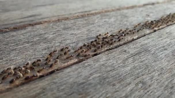 黑蚂蚁从左到右在木地板上排队行走 蚂蚁正在搬运食物 以便把食物放回窝里 — 图库视频影像