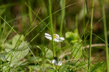 Yazın başlarında, çayırın ortasında, bir sürü yabani ot ve beyaz badem biçimli yaprakları ve sarı-sarı ortasında bir çiçek vardır..
