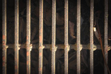 11 eski paslı, yatay olarak yerleştirilmiş metal ızgara, arkasında kurumuş kahverengi sonbahar yaprakları var. Biri sağda dinleniyor..