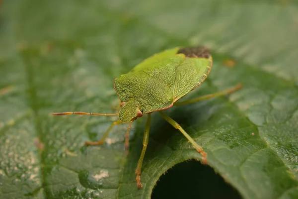 Yaprağın Üzerindeki Yeşil Kalkan Böceği — Stok fotoğraf