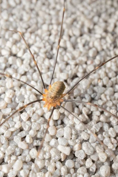 Araignée Opiliones Sur Mur — Photo