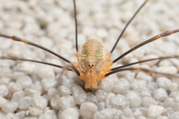 Aranha Opiliones Parede Detalhe — Fotografia de Stock