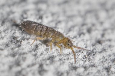 small Springtail 2 mm  Collembola  on the wall