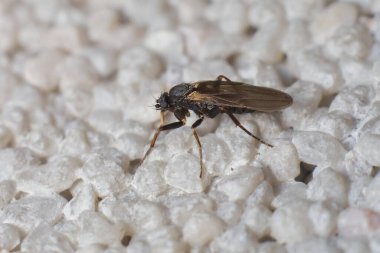 Dark little fly Simuliidae Simulium clipart