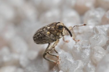 Duvarda küçük bir buğday biti Anthonomus var.