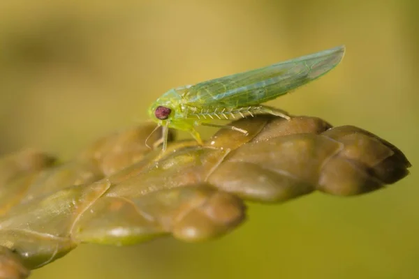 Insecto Verde Empoasca Vitis Sobre Una Hoja Amarilla — Foto de Stock