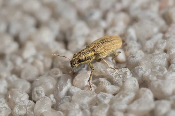 small bug Pea leaf weevil  on the wall