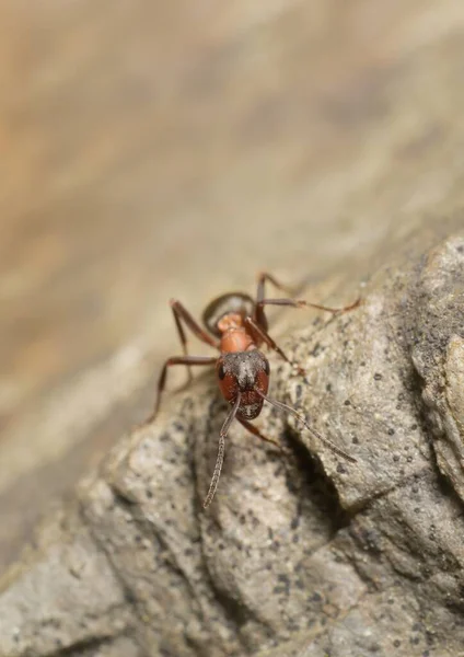Ant Formica Rufa Linné Sur Une Pierre — Photo