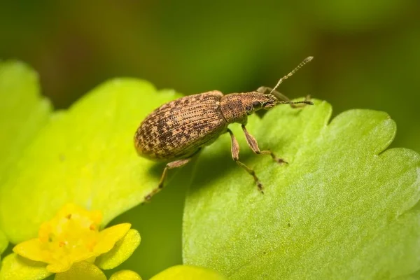 Small Bug Pea Leaf Weevil Wall — Stock Photo, Image
