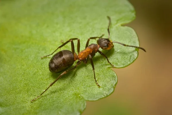 Ant Formica Rufa Linnaeus Leaf — Stock Photo, Image