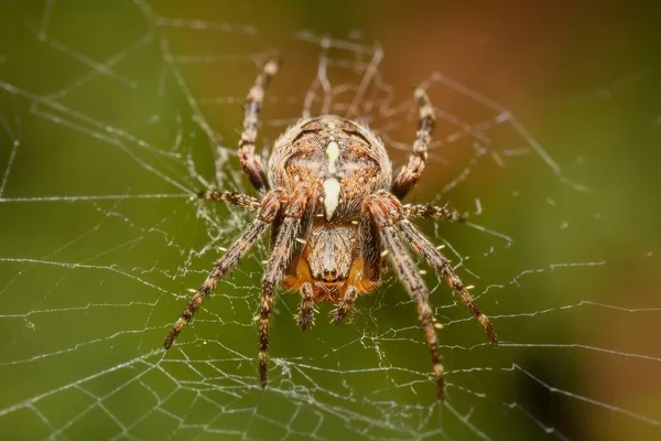 ウェブ上のヨーロッパの庭のクモ ストック画像