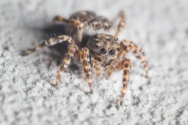 Stock image spider Salticidae head and eye detail