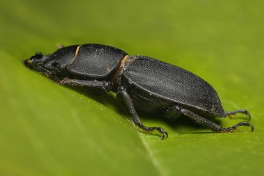 Yaprağın üzerindeki lucanus cervus