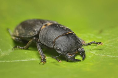 Yaprağın üzerindeki lucanus cervus