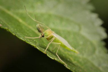 a small green Chironomidae mosquito on a leaf clipart