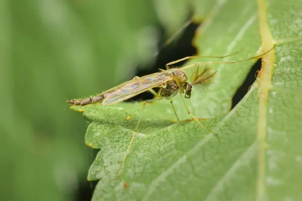 葉の上の小さな蚊カイロノウイルス ロイヤリティフリーのストック画像