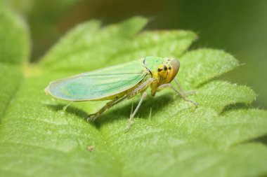 Yaprağın üzerinde yeşil yapraklı Cicadella viridis