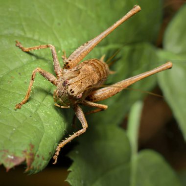 grasshopper dark bush-cricket Pholidoptera griseoaptera on a leaf clipart
