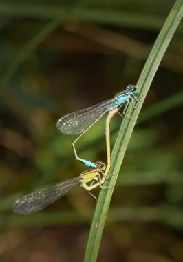 Blue-tailed Damselfly Ischnura elegans male and female clipart