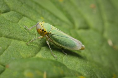 Yaprağın üzerinde yeşil yapraklı Cicadella viridis