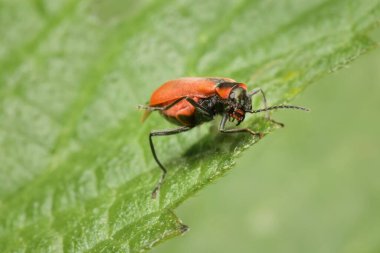beetle Anthocomus rufus on a leaf clipart