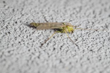 little mosquito chironomus plumosus female clipart