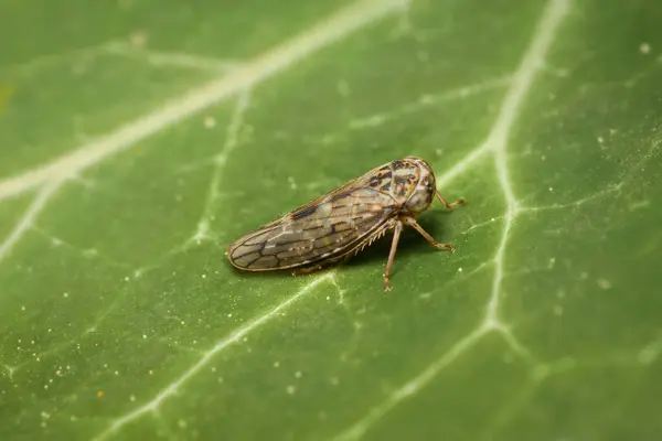 stock image Leafhopper Idiocerus herrichii on a leaf