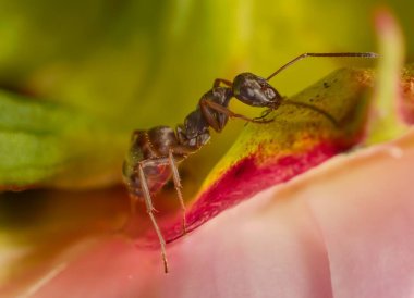 Çiçekteki siyah bahçe karıncaları