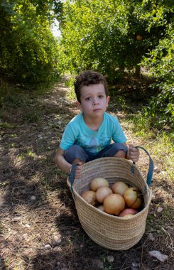 funny boy with basket of pomegranates in the field