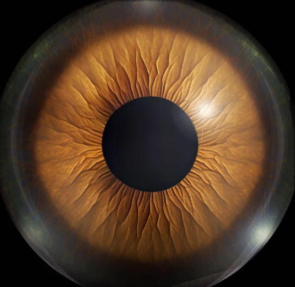 beautiful close up image of human iris ,3d illustration, ideal for background or texture